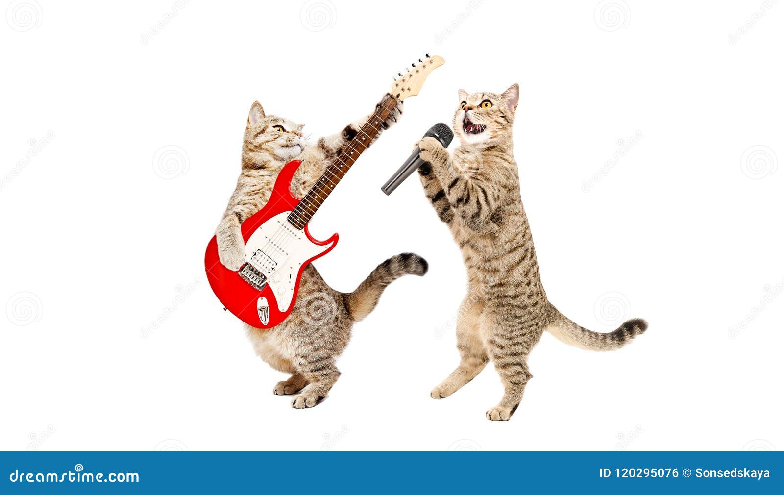 Two Cats Stock Photo, Picture and Royalty Free Image. Image 11723416.