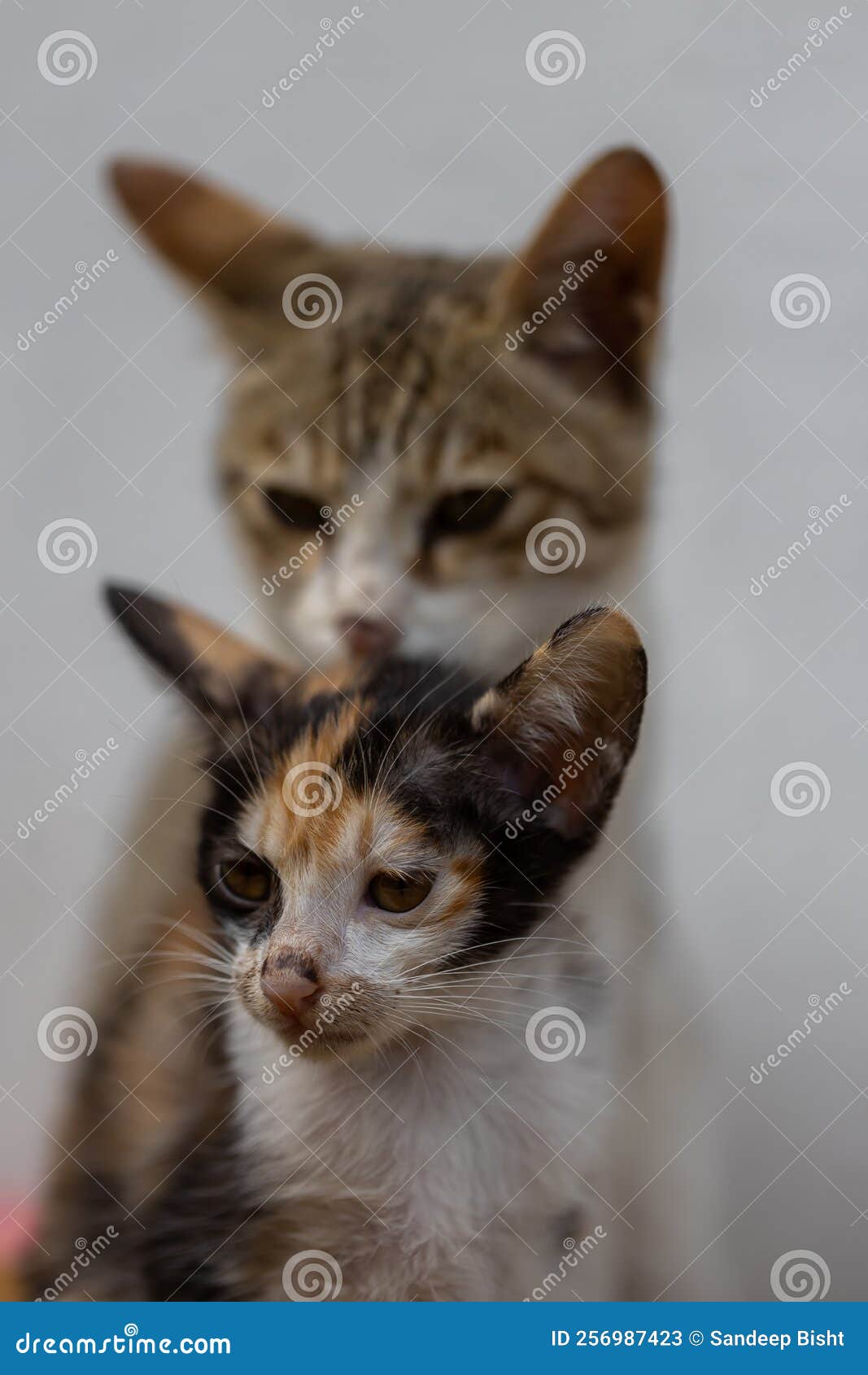 Two Cats, One Mother and One Kitten Siting Together Stock Image Image