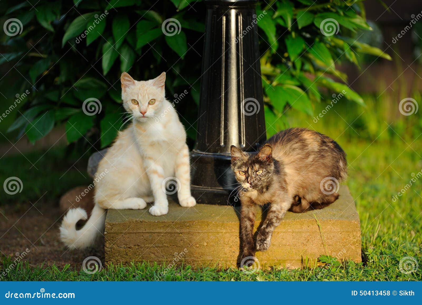 Two Cats Outdoors stock photo. Image of shelter, summer 50413458