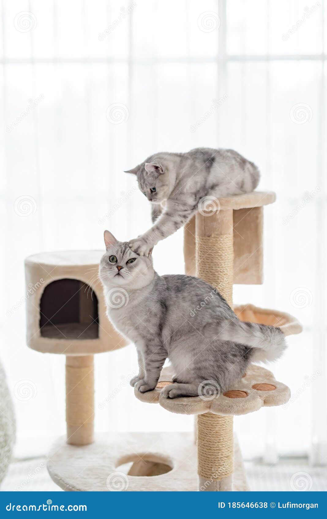 cat tower for multiple cats