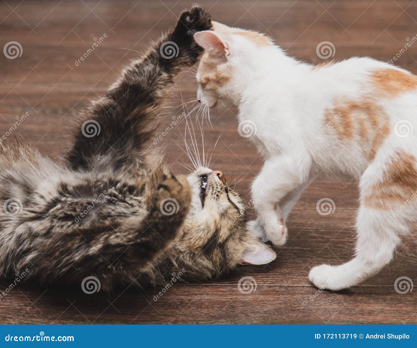 Two Cats are Playing and Fighting Stock Image Image of portrait, black 172113719