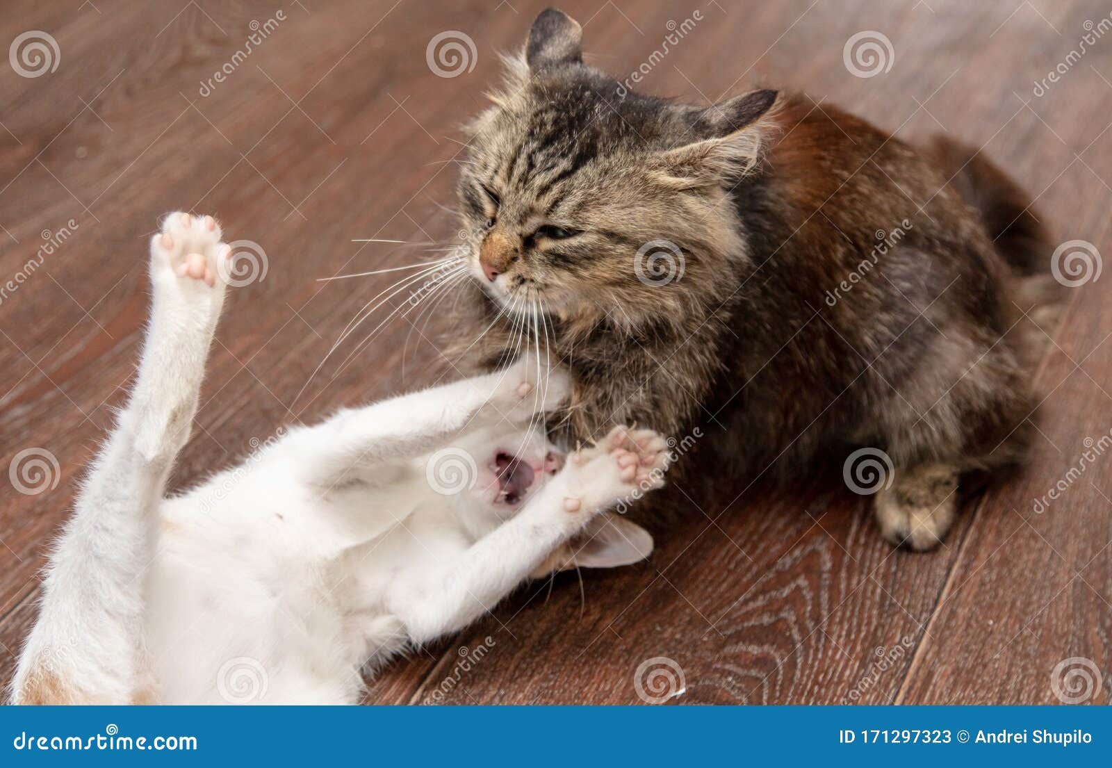 Two Cats are Playing and Fighting Stock Image Image of kitty, animal
