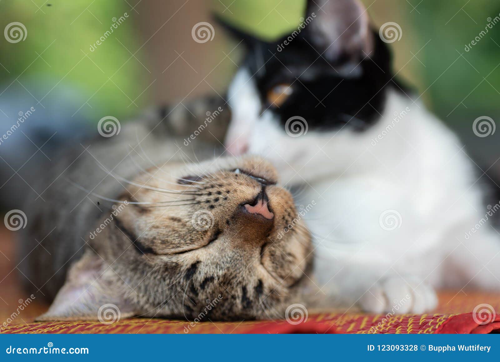 Two Cats are Playing and Sleeping Together Stock Photo Image of pets