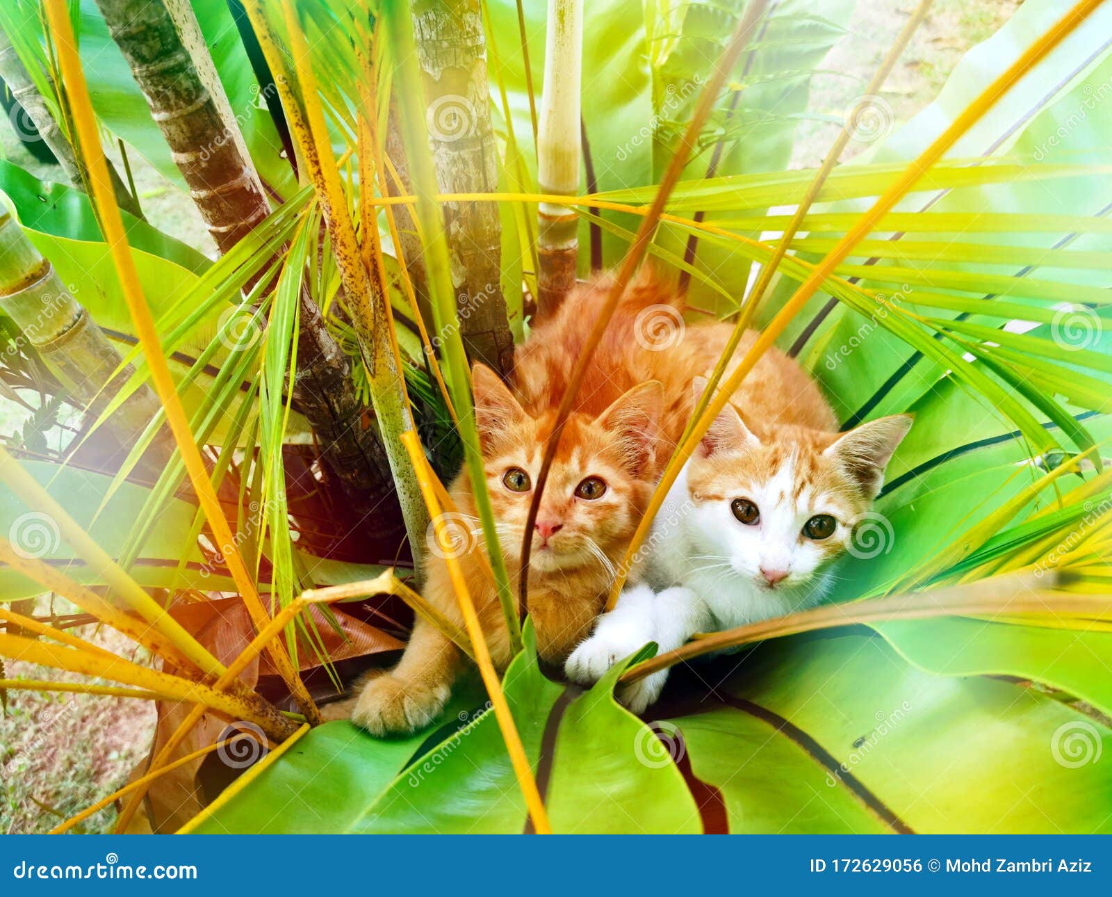 Two Cats are Playing Under a Flower Plant Stock Photo Image of lovely