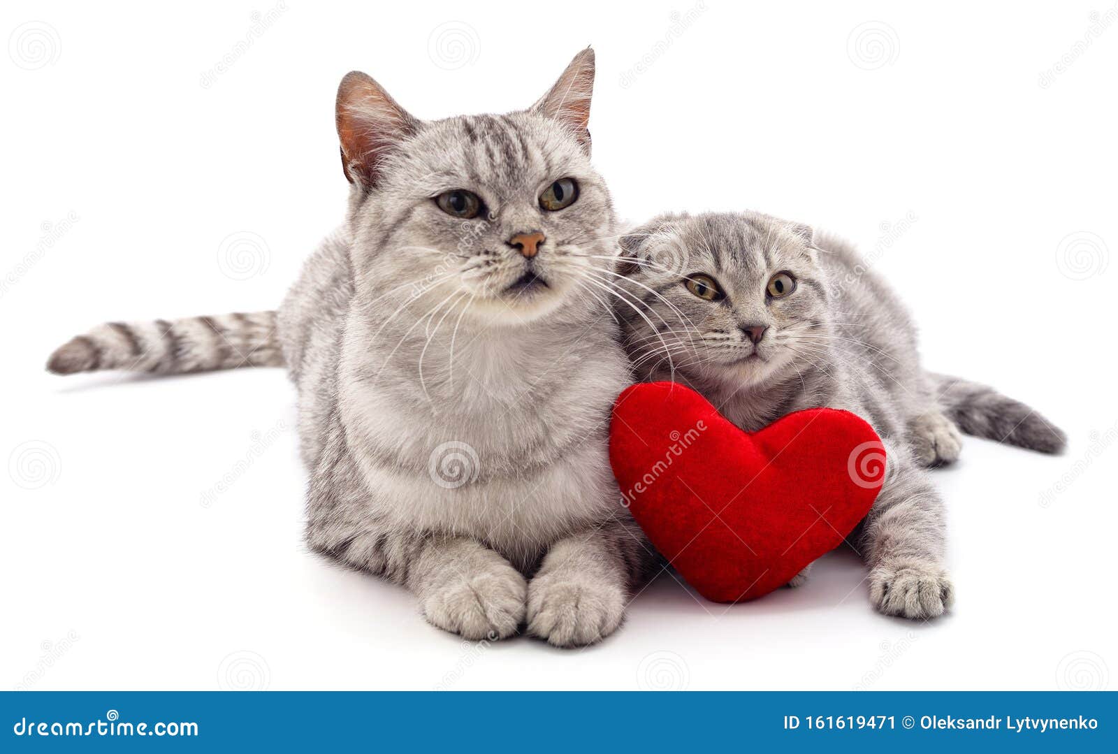 Two cats and red heart stock image. Image of family - 161619471