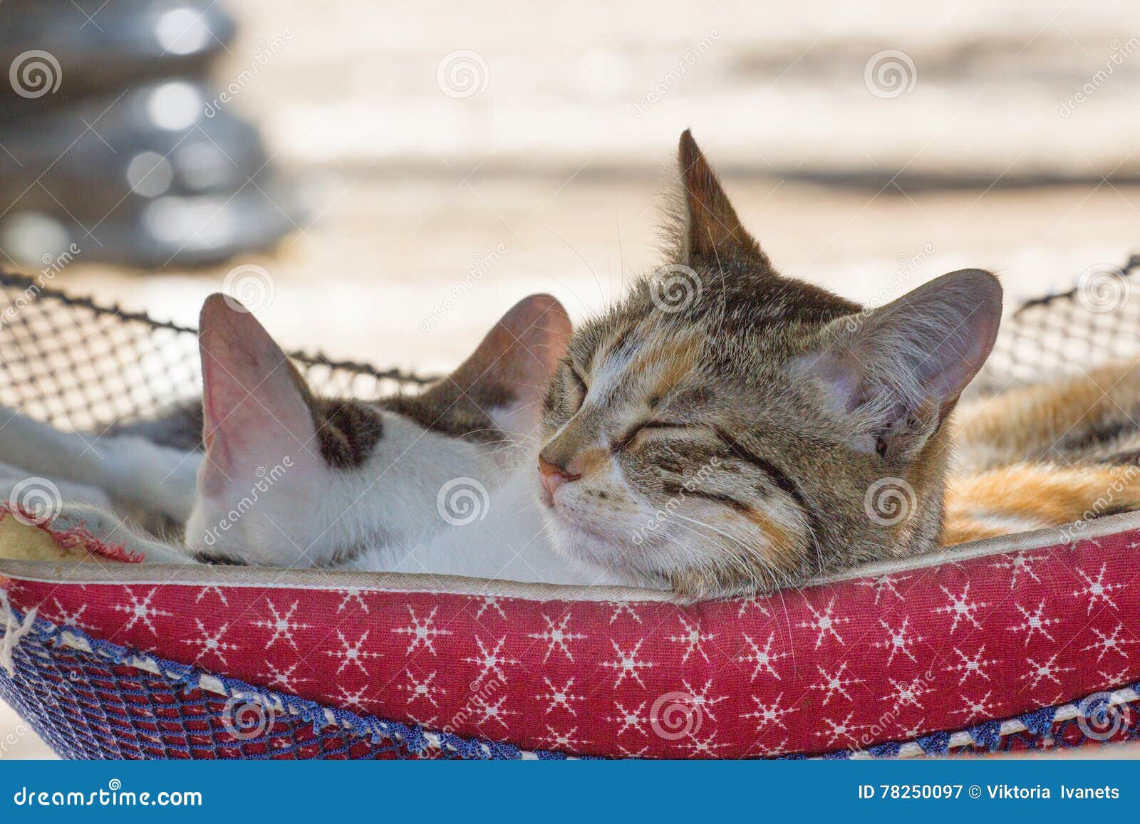 Two Cats are Resting in a Hammock Stock Image Image of brown, maine