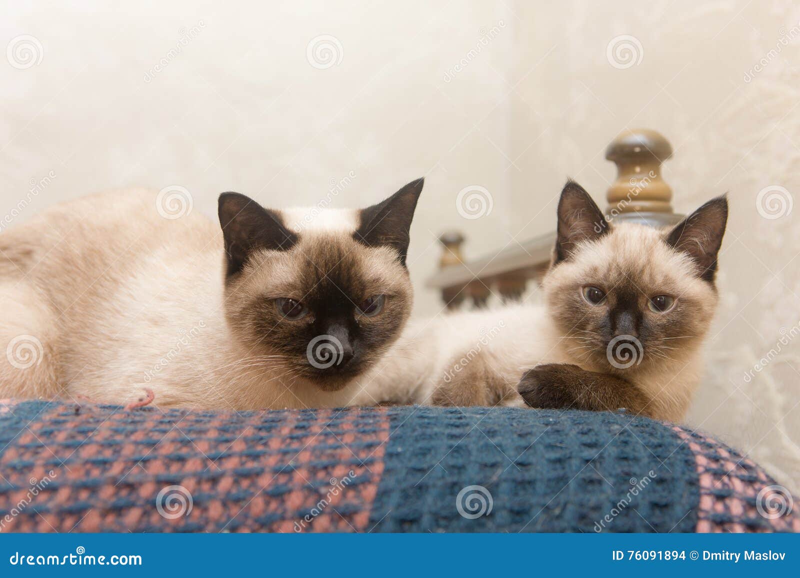 Two cats Siamese breed stock photo. Image of purebred 76091894