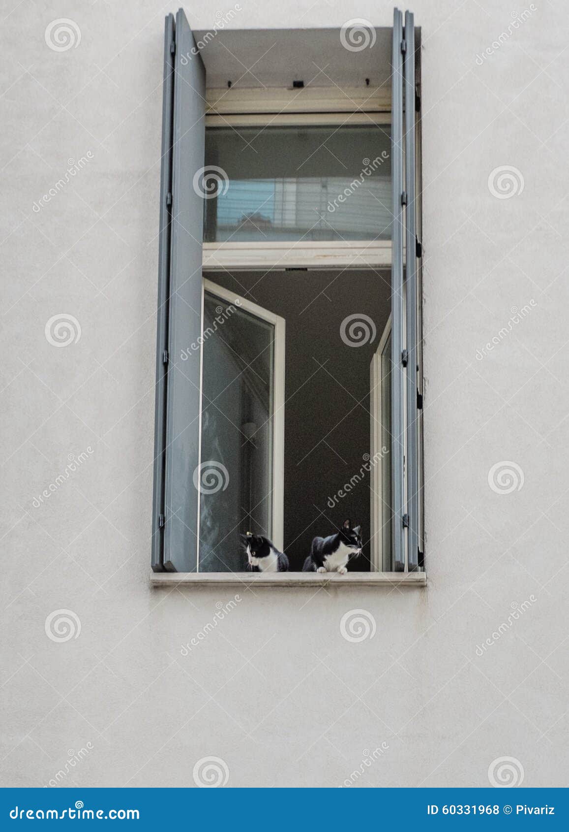 Two cats sit on a window stock photo. Image of garden - 60331968