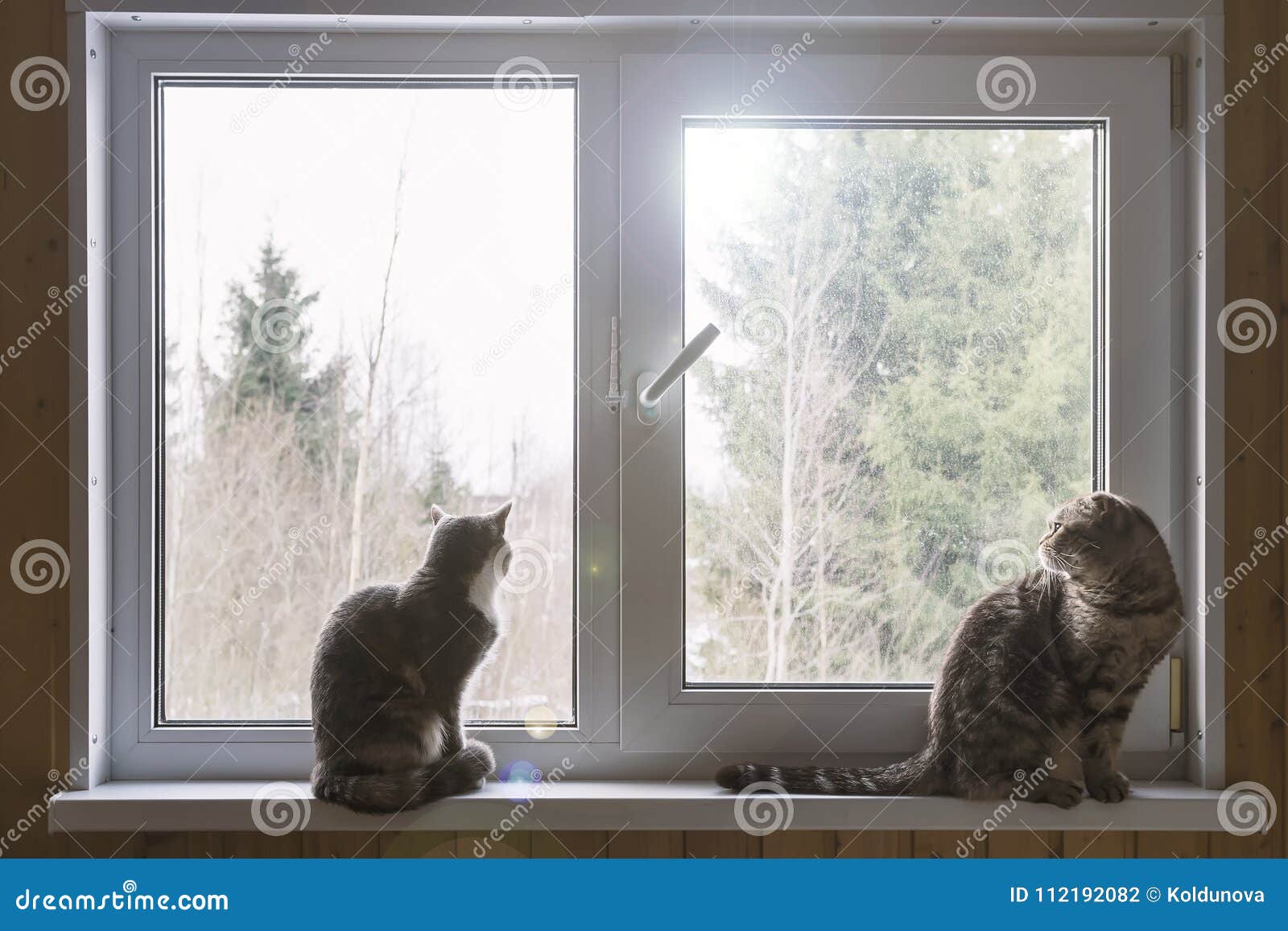 cat window sill