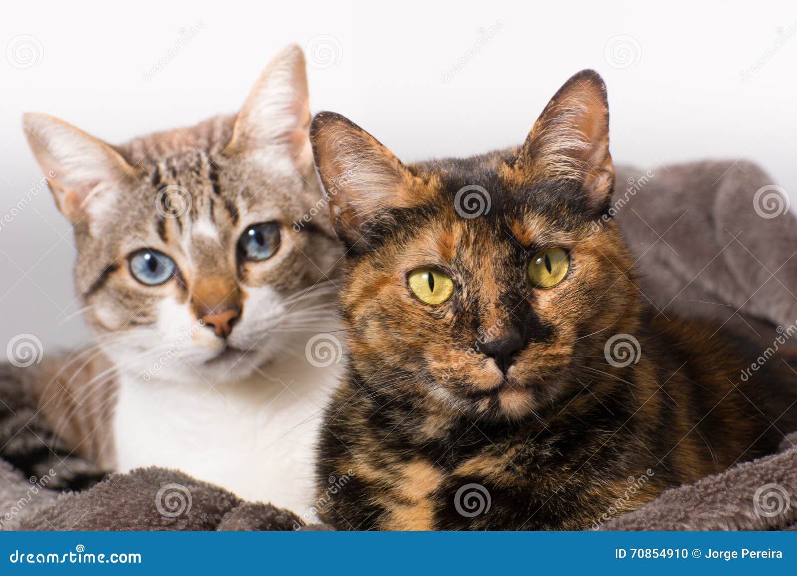 Two cats staring stock photo. Image of animals, feline - 70854910