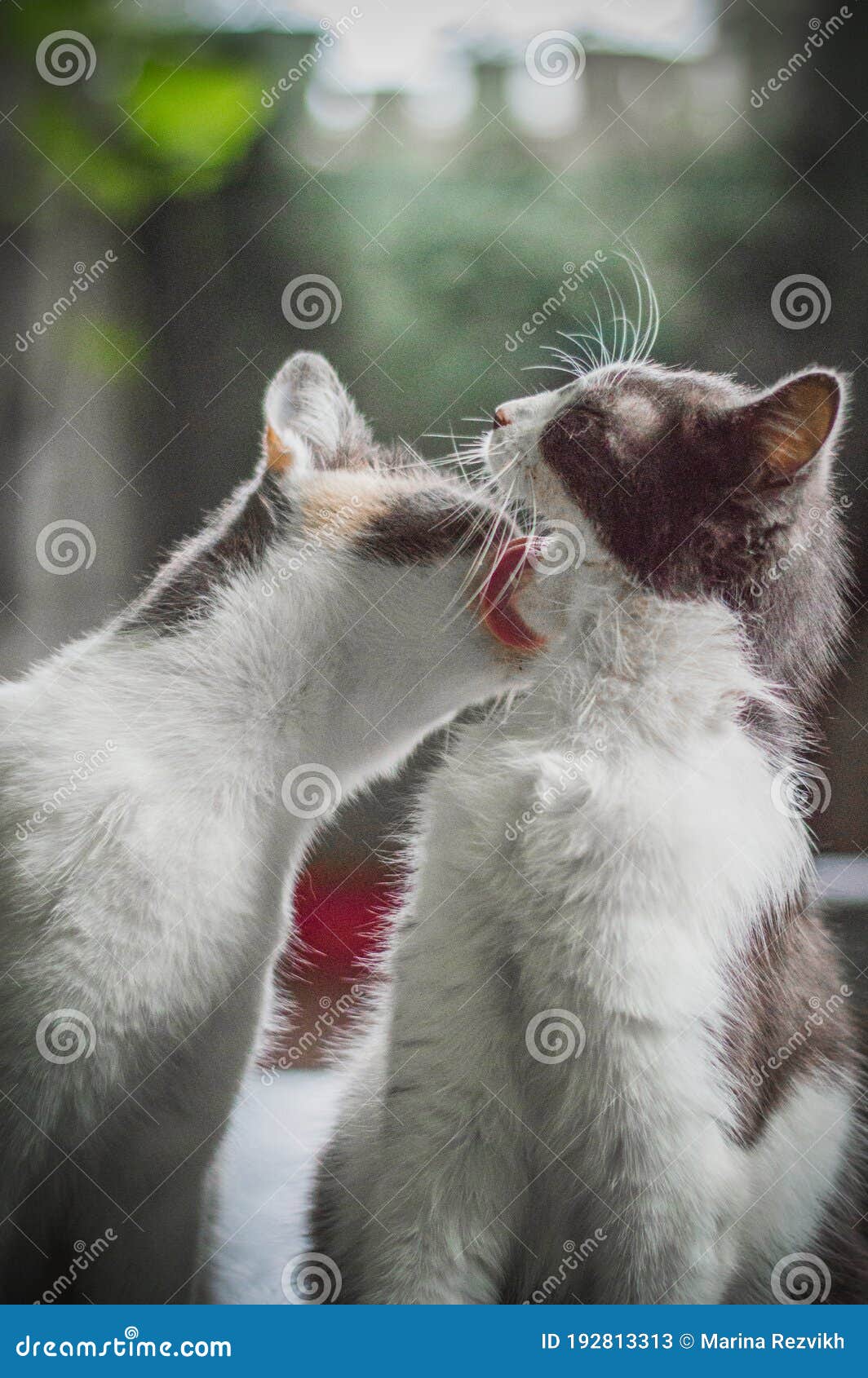 Two Cats Take Care of Each Other Stock Image Image of care, wool