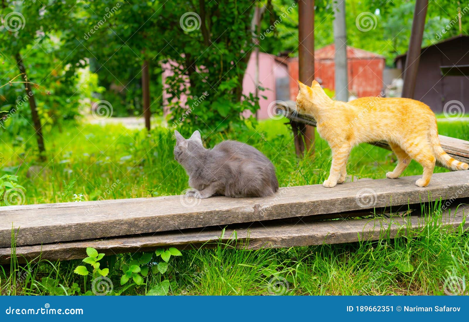 Two Cats Together on a Bench Stock Image Image of white, outdoors