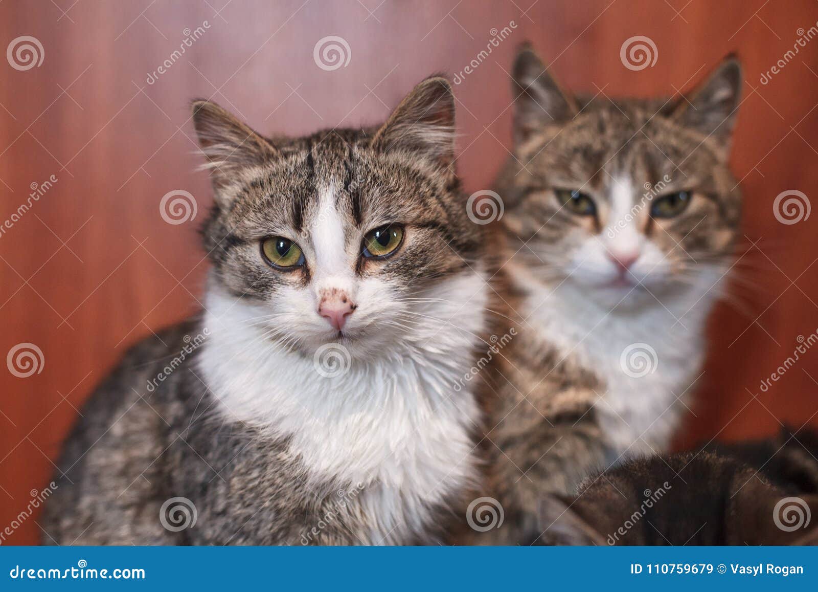 Two Cats Together Indoors Shelter. Stock Image - Image of trio, loving ...