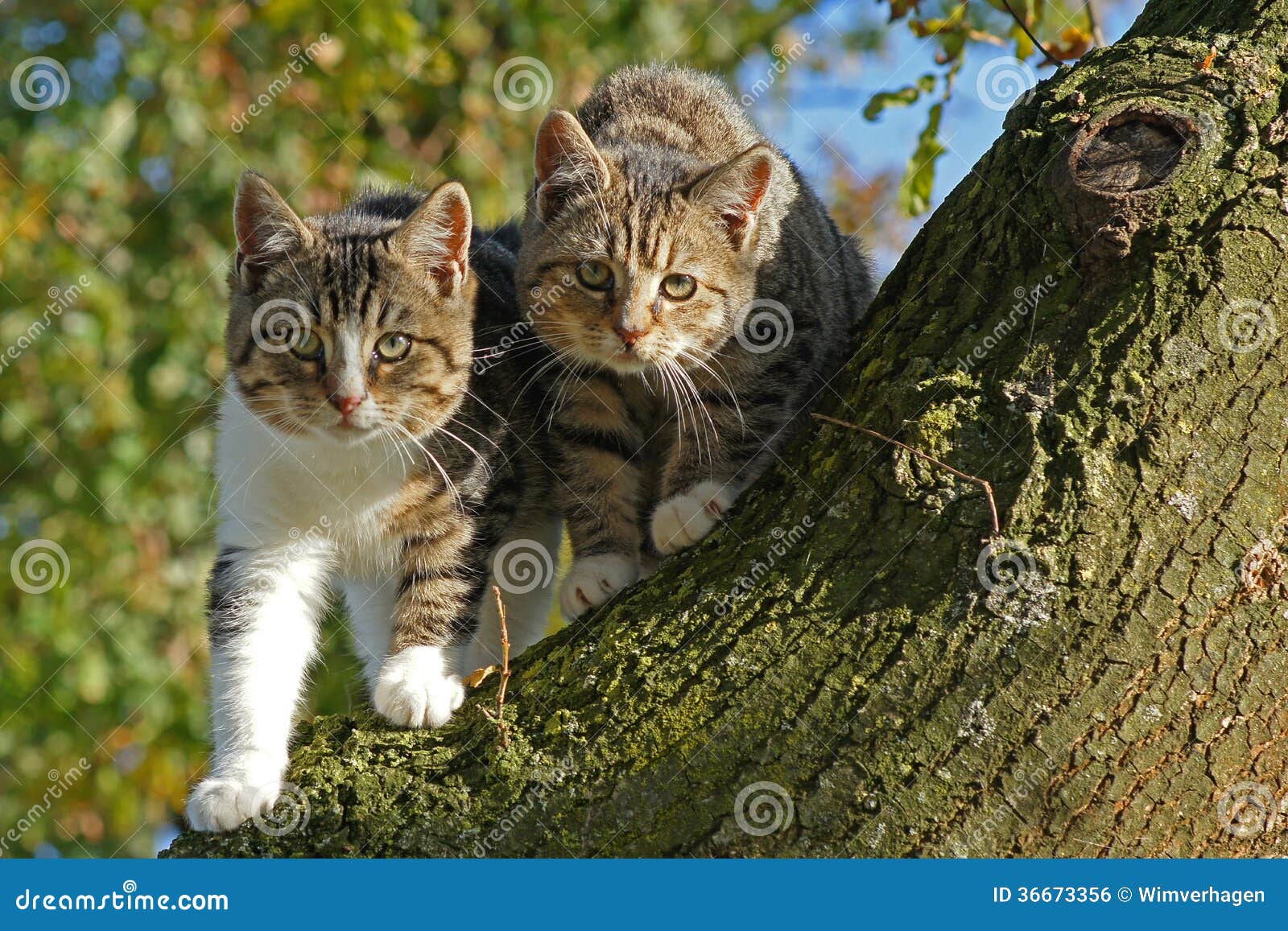 Two cats on tree trunk stock photo. Image of wildlife 36673356