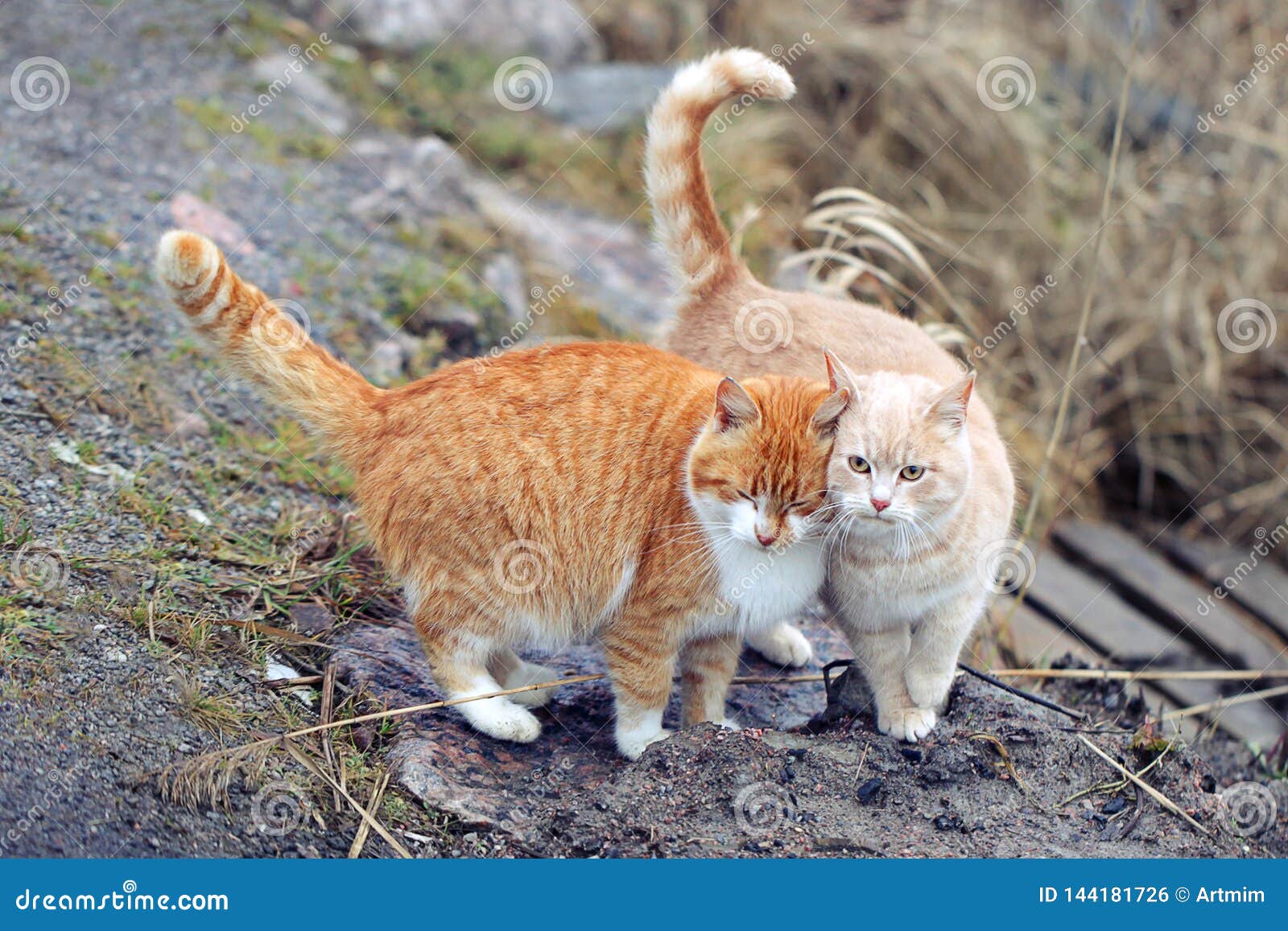 Two Cats in a Very Relationship. Two Domestic Cats Together Stock Photo
