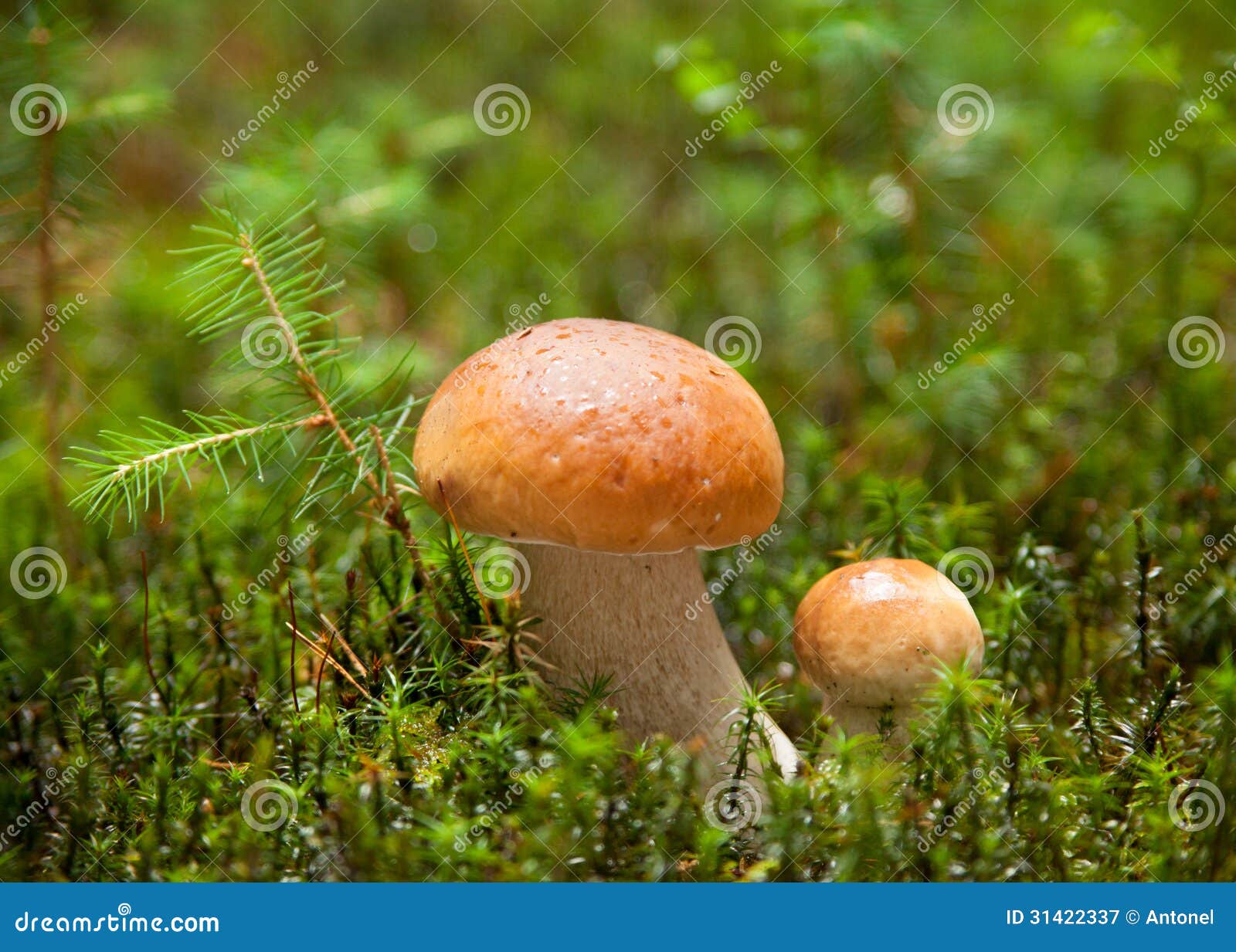 two ceps