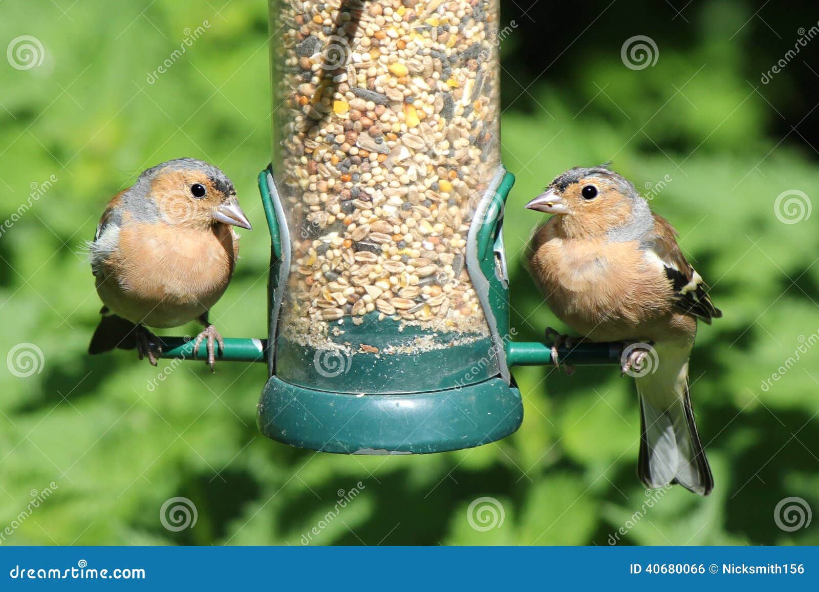 Two Chaffinch Birds Feeding from Bird Feeder Stock Photo Image of