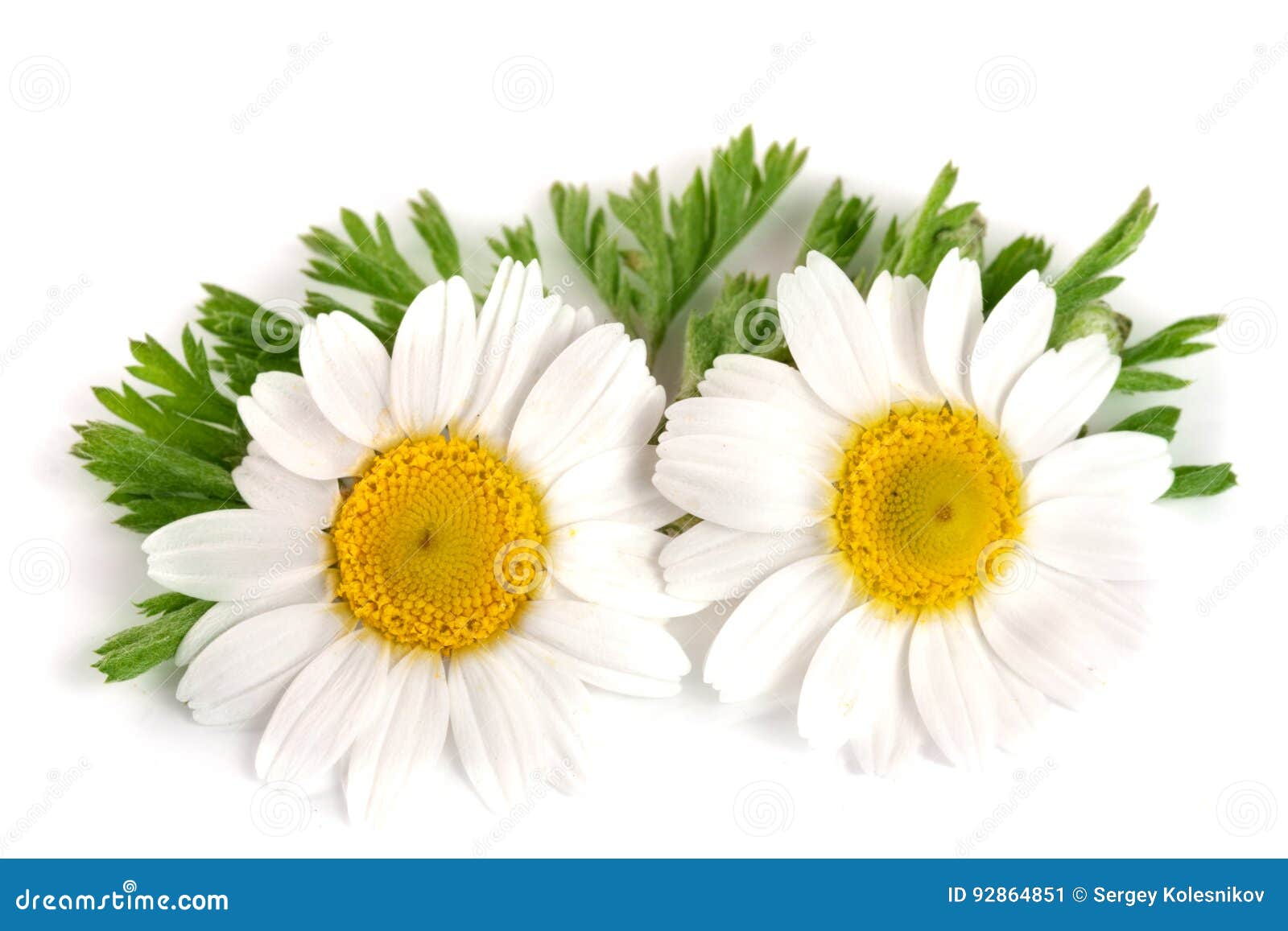 Two Chamomile or Daisies with Leaves Isolated on White Background Stock