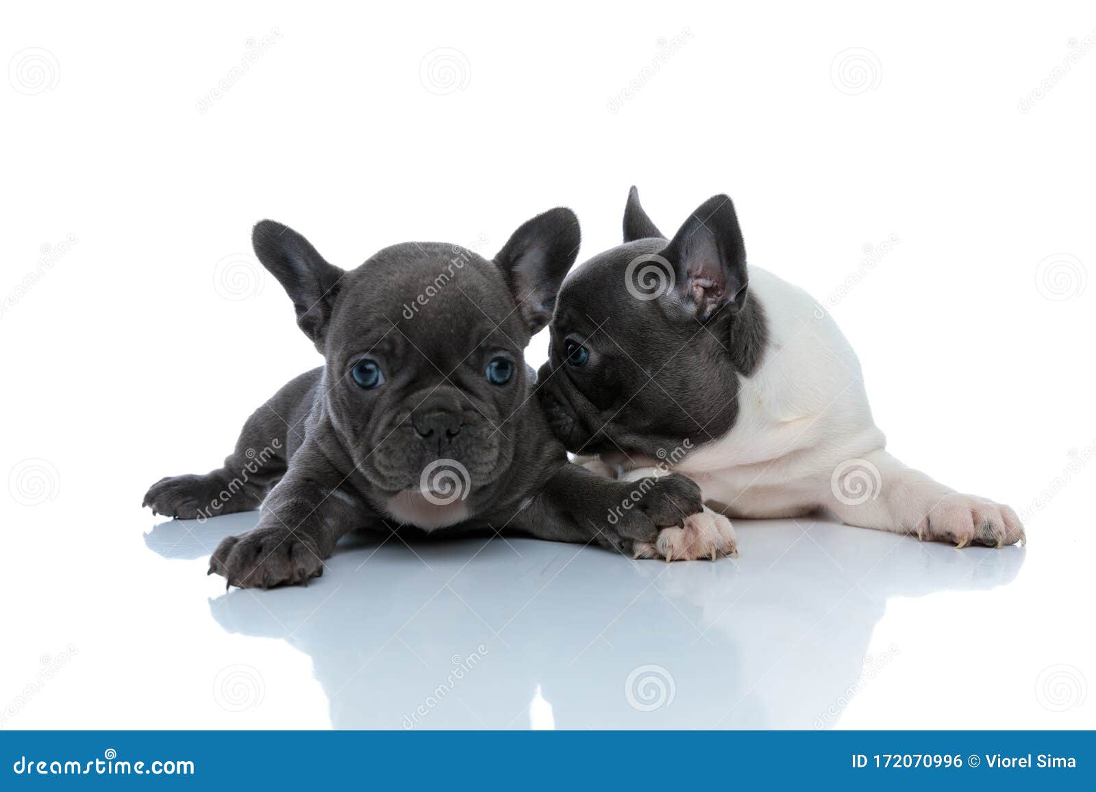 Two Cheerful French Bulldog Cubs Kissing And Sniffing Stock Photo ...