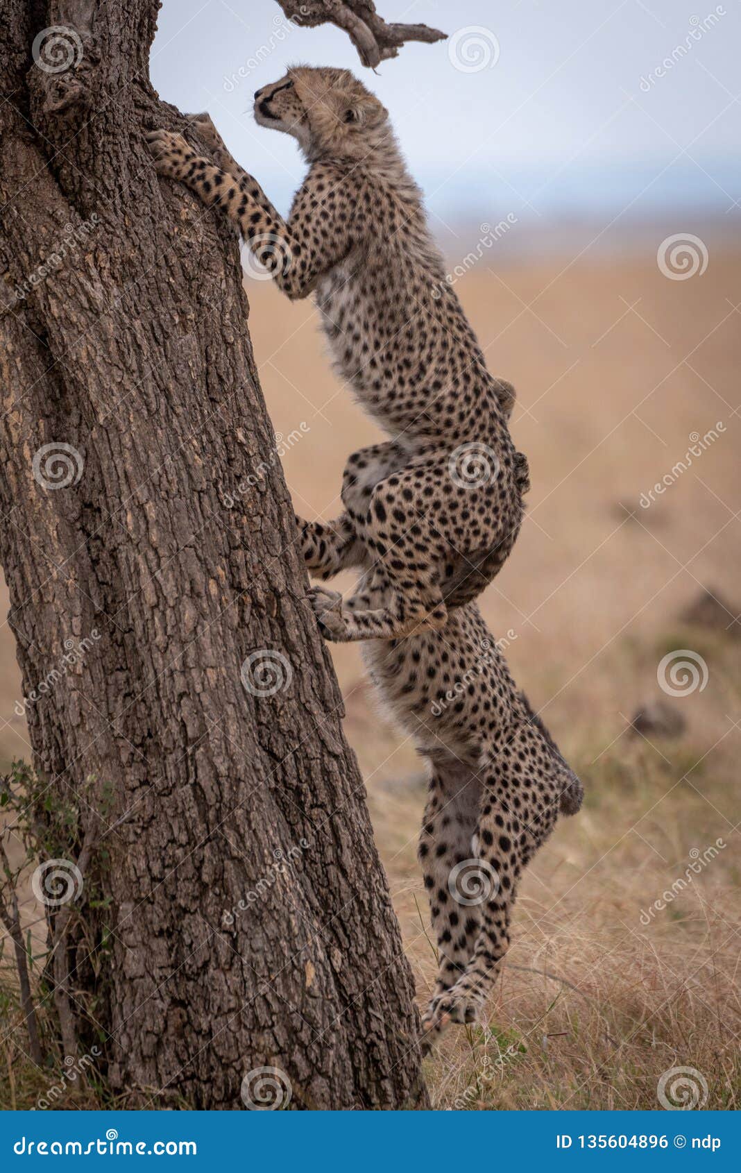 Two Cheetah Cubs Climbing Tree in Savannah Stock Photo Image of
