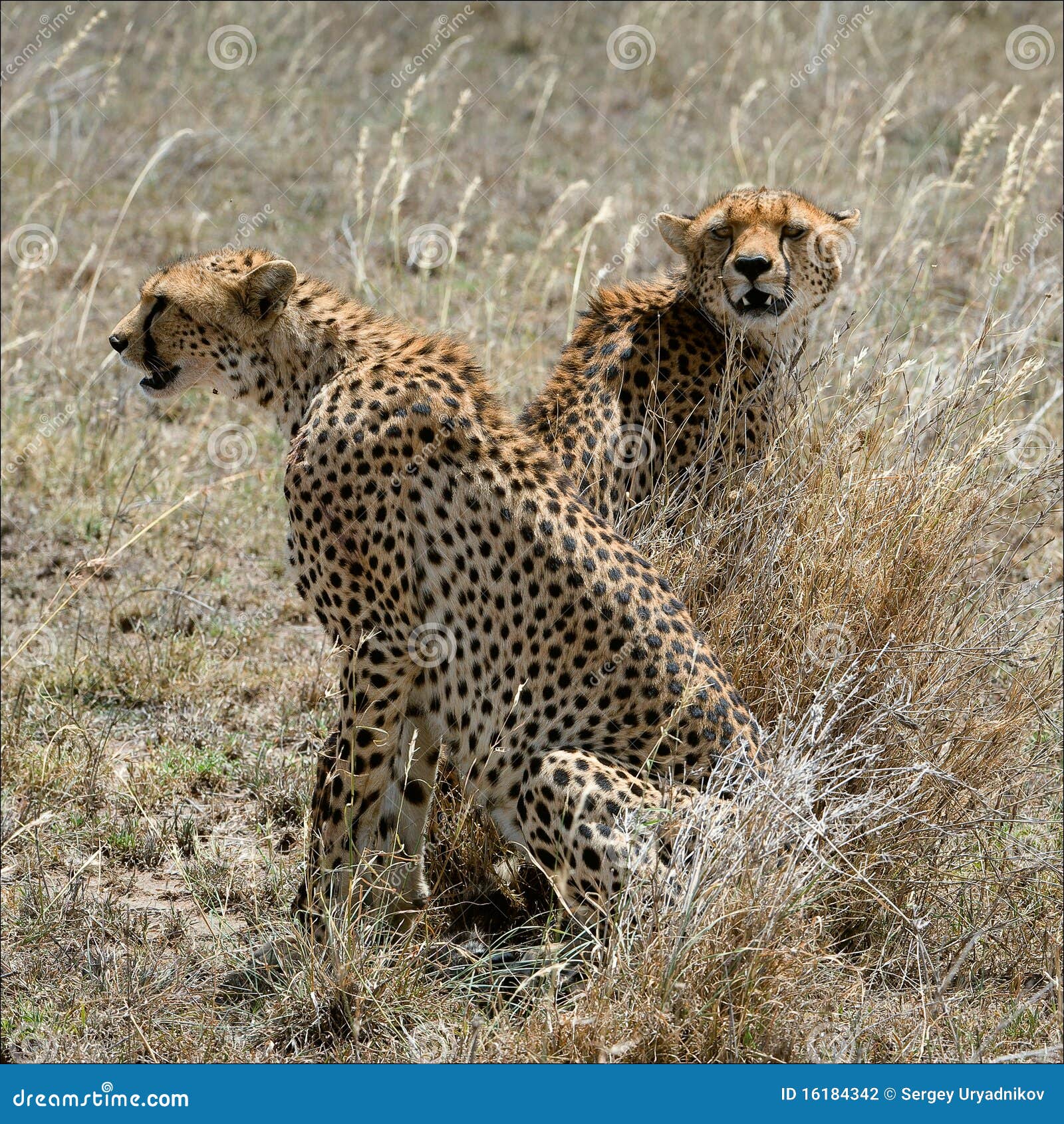 Two cheetahs in a grass. stock photo. Image of hunter 16184342