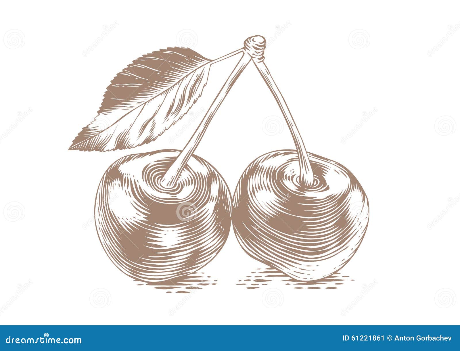 Two cherries with leaf stock vector. Illustration of cherry 61221861