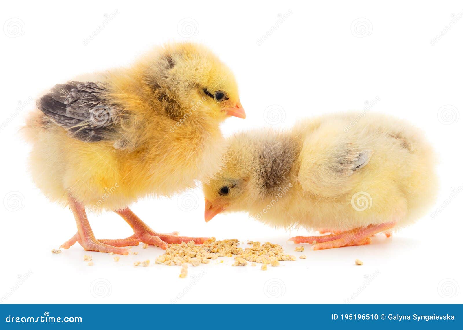 Two Chickens and Grains Isolated Stock Photo Image of poultry, group