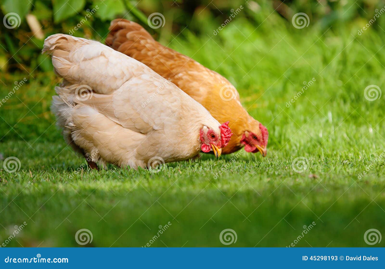 195,499 Hen Stock Photos - Free & Royalty-Free Stock Photos from Dreamstime