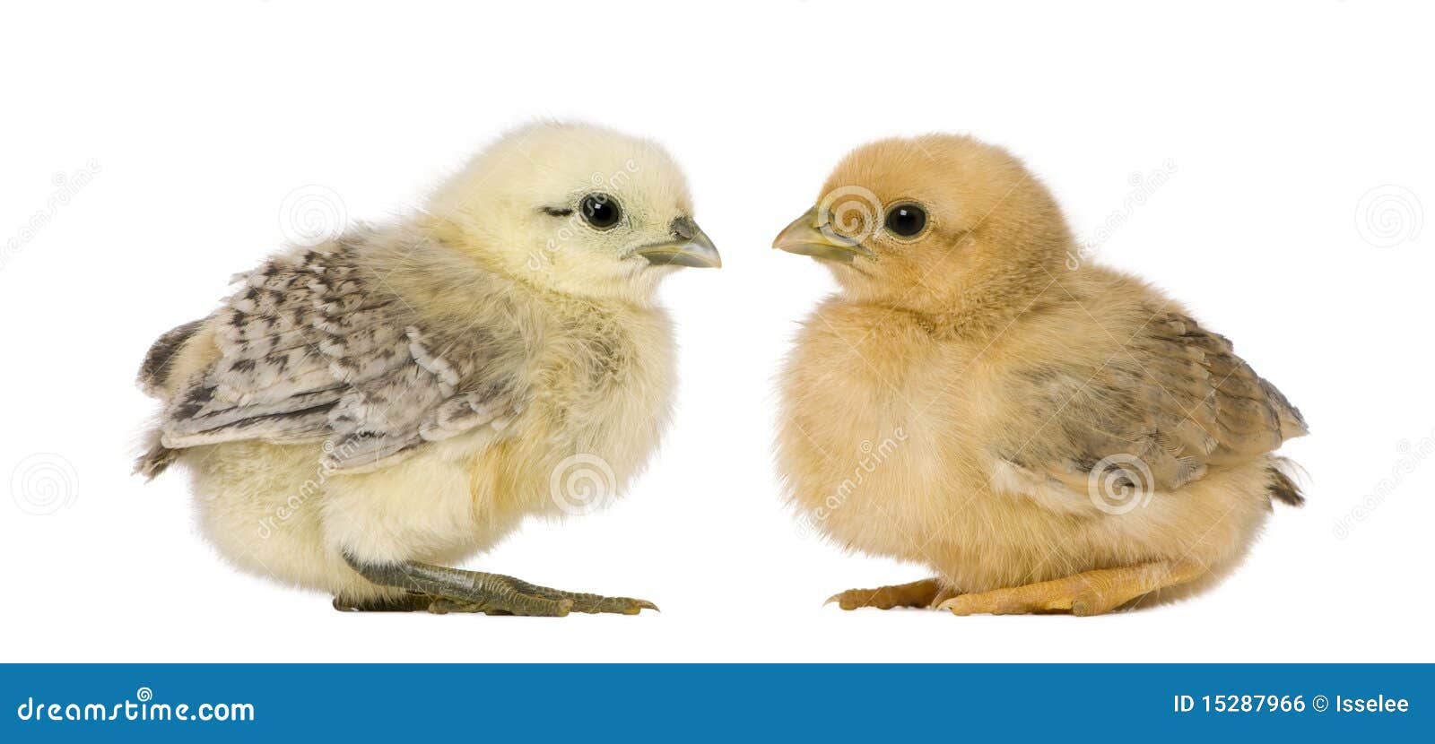 Two chicks stock photo. Image of furry, looking, horizontal - 15287966
