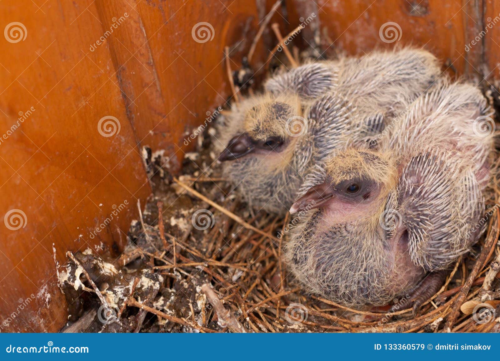 Two Chicks Wild Dove Birds in the Nest Stock Image Image of lonely
