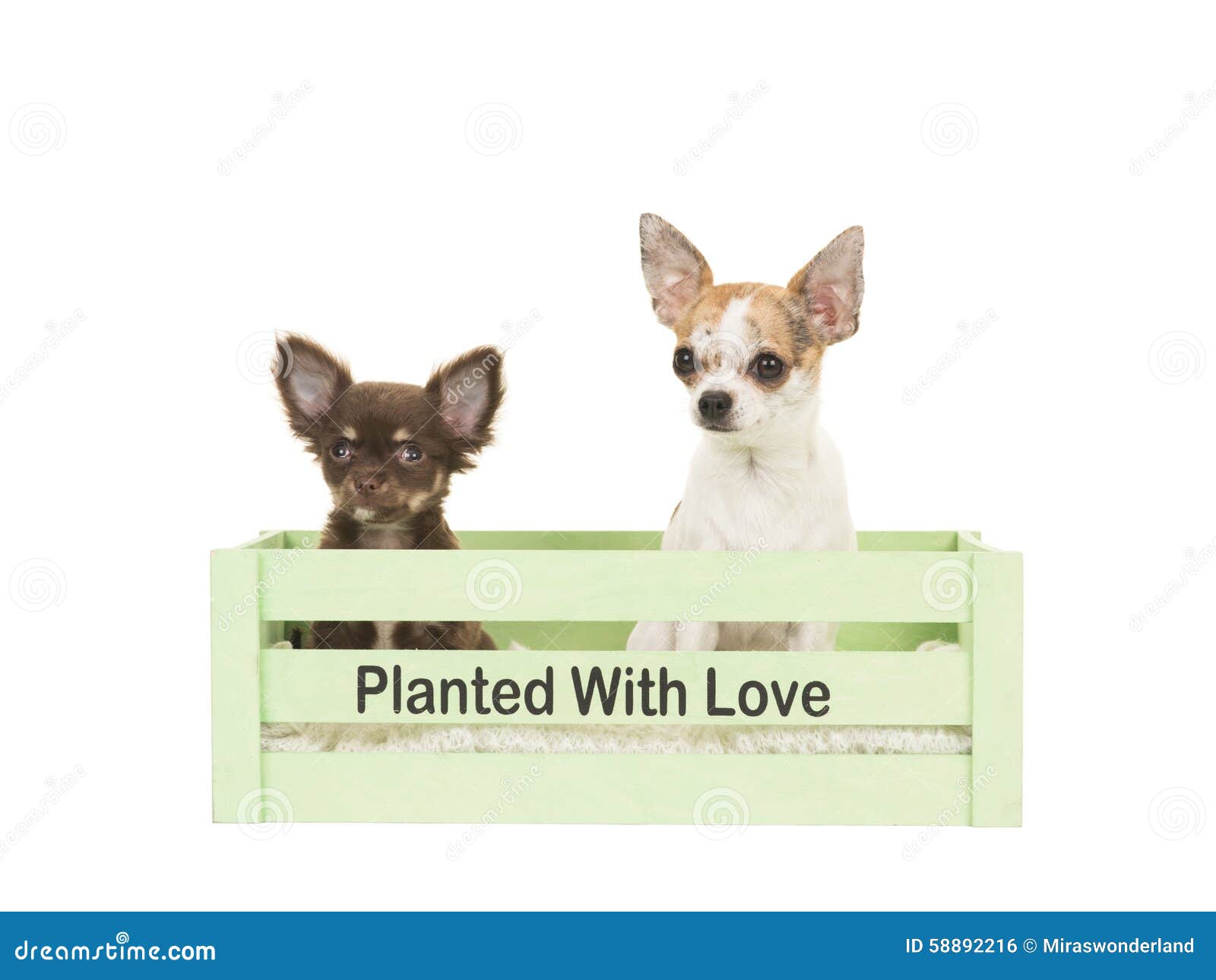 Two Chihuahua Dogs On Sunny Summer Day Royalty-Free Stock ...