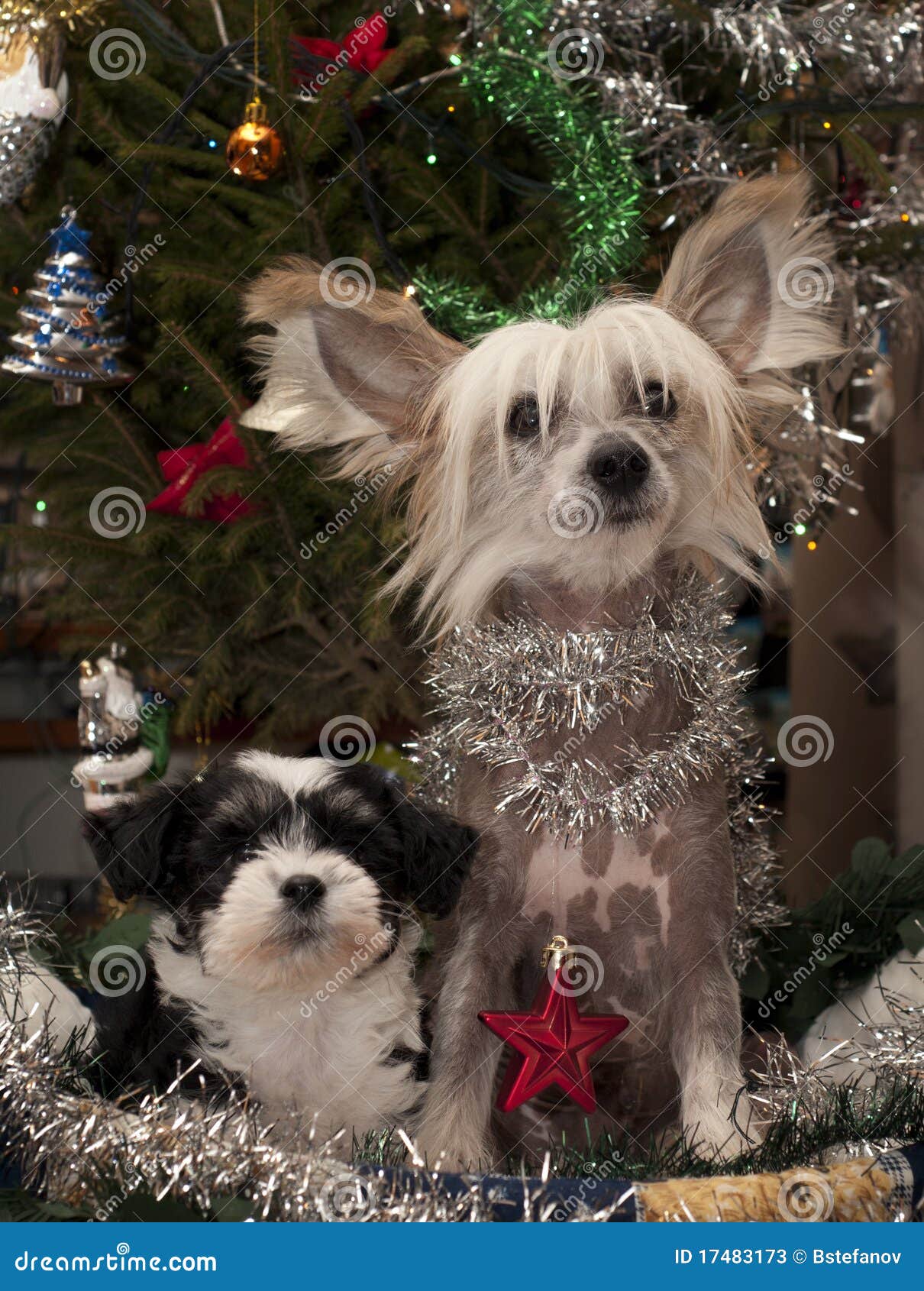 Two Chinese Crested,Powderpuff Puppies Stock Image Image of bright