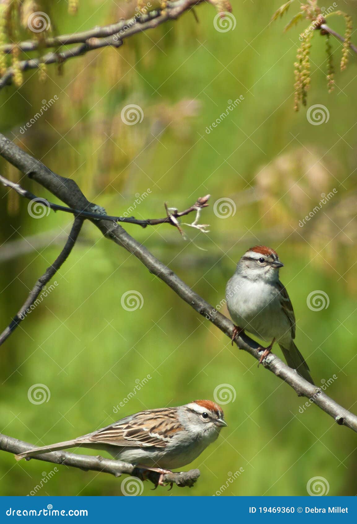 two chipping sparrows