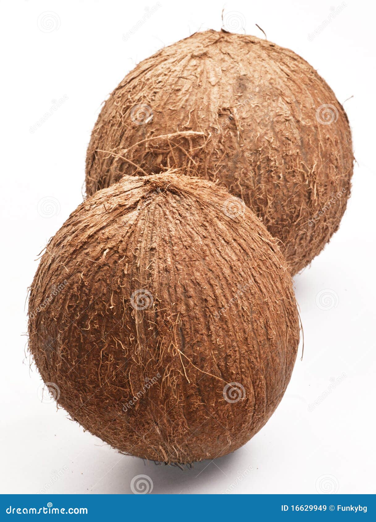 Two coconuts stock image. Image of fresh, exotic, tropical 16629949