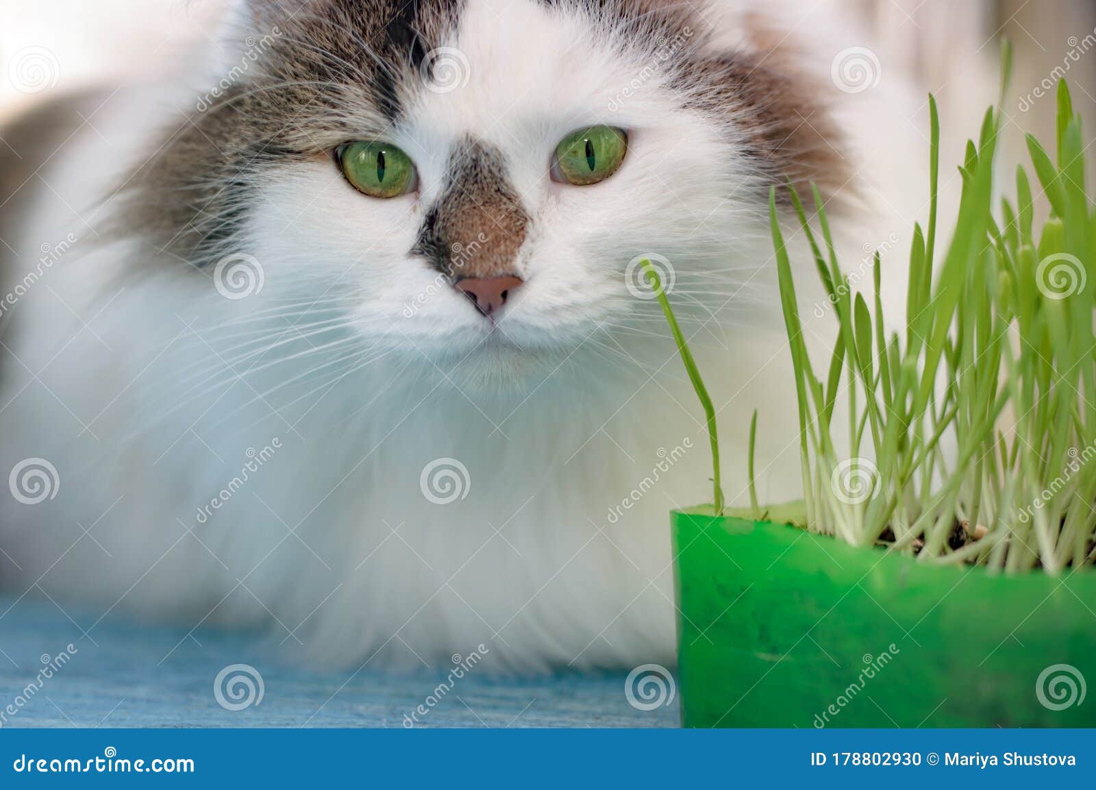 the two-color fluffy siberian cat is self-medicating. eating green sprouted oats