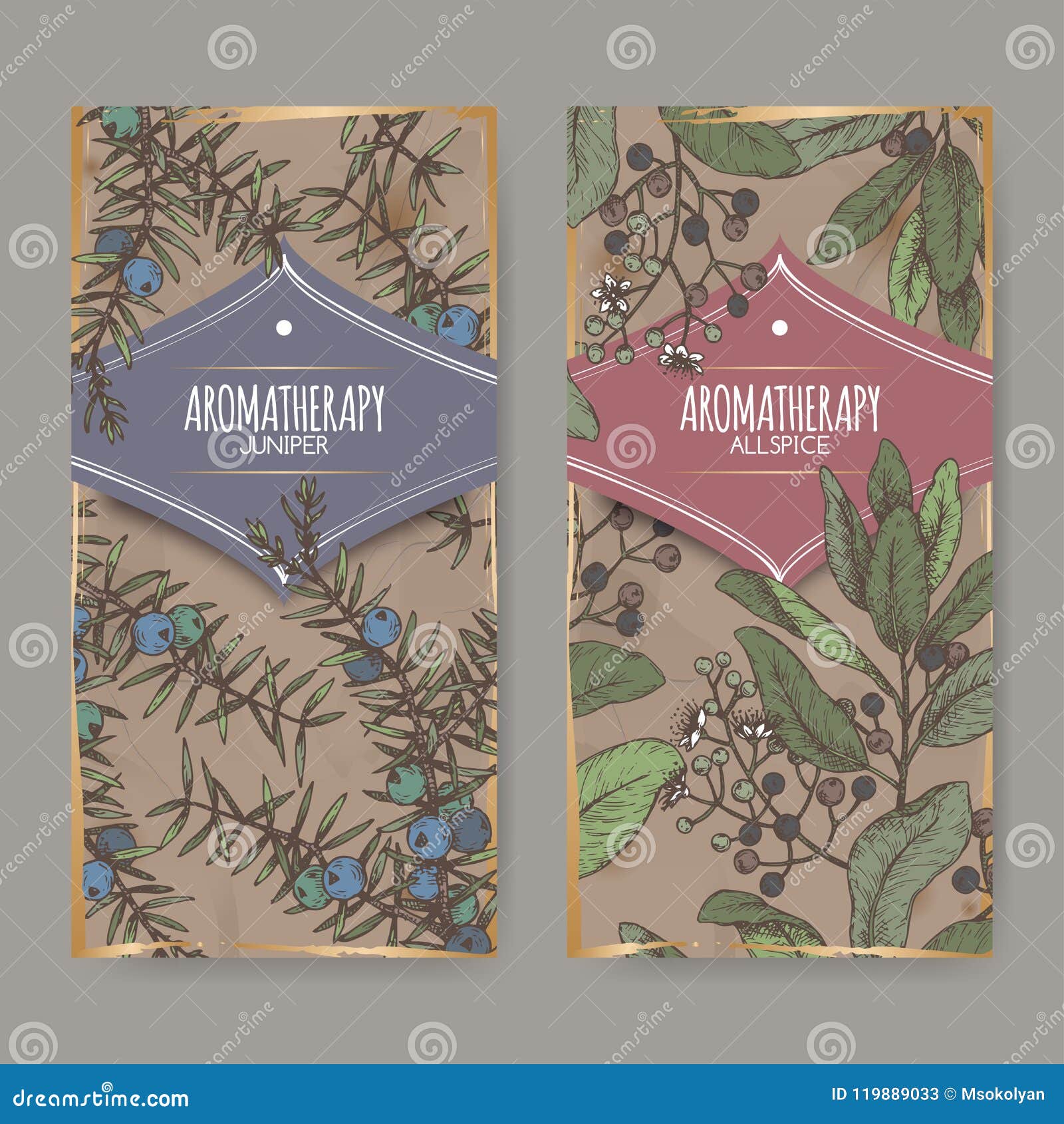 two color labels with juniperus communis aka juniper and pimenta dioica aka allspice sketch on vintage background.