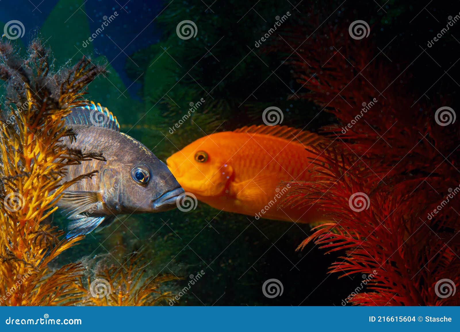 two colored aquarium fish swim among the colored algae.