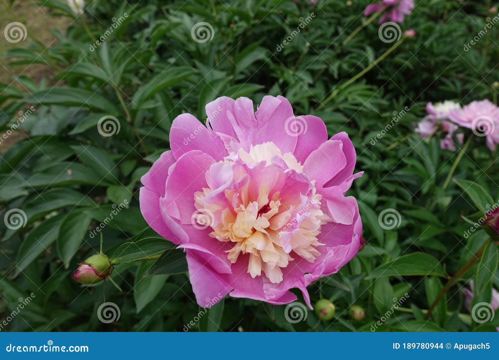 Twocolored Flower of Japanese Style Peony in May Stock Photo Image