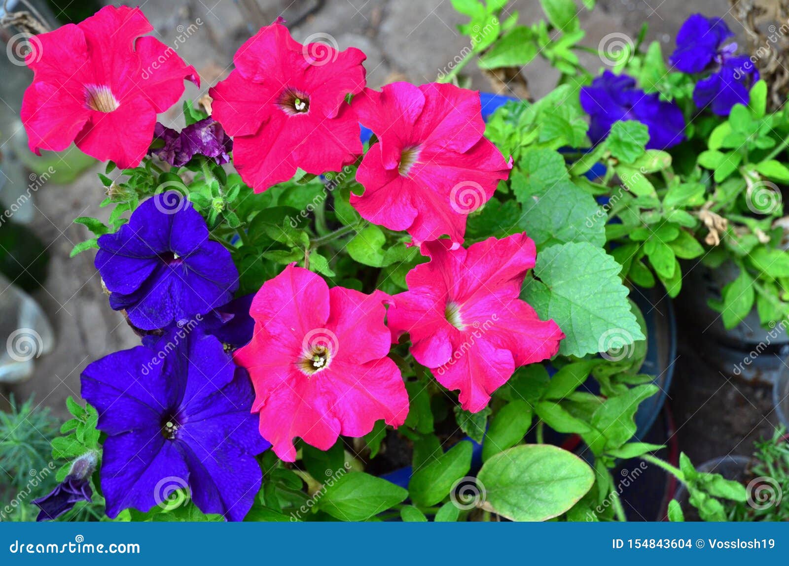 Several Petunias of Two Colors Grow in a Plastic Bucket. Stock Photo ...