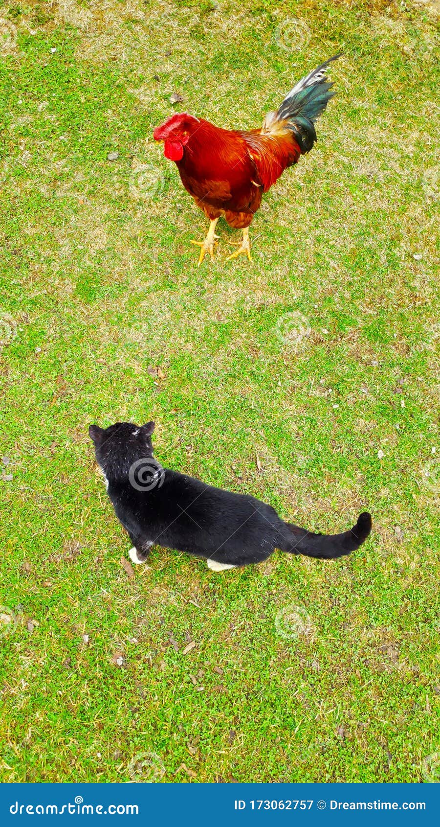 Rooster and cat stock image. Image of lager, crossing 173062757