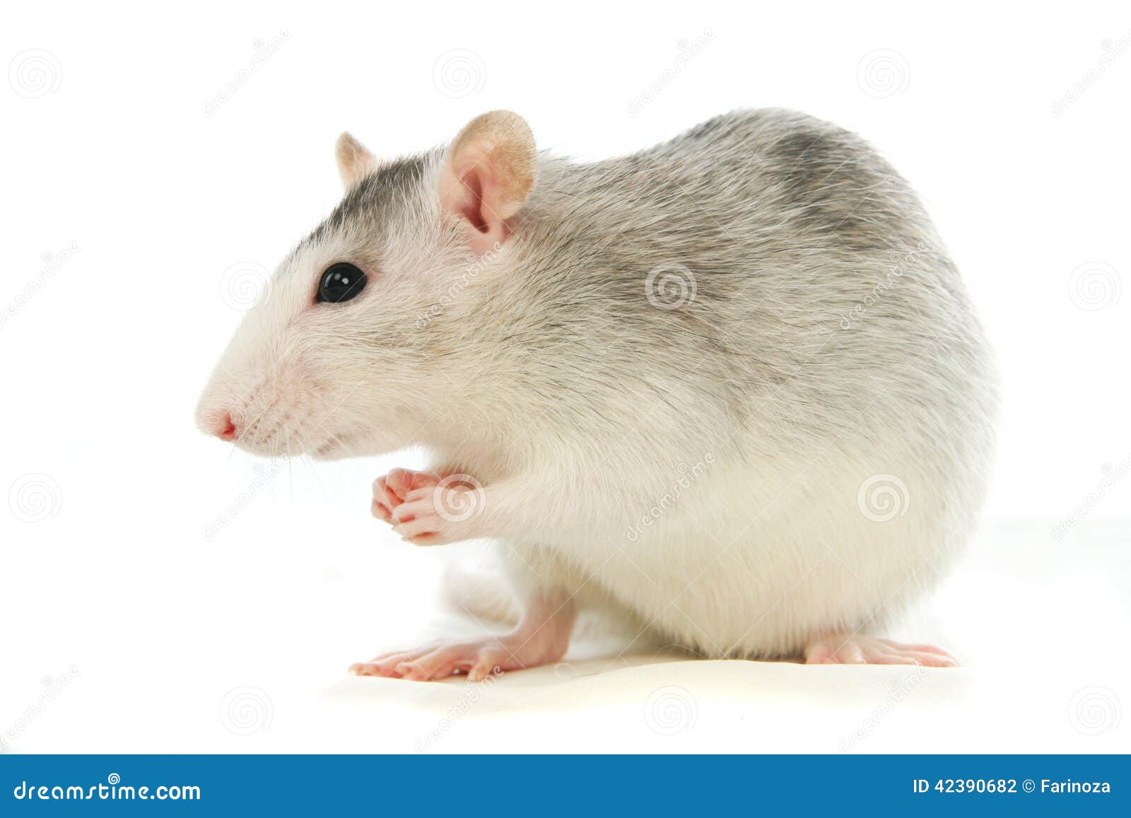 Twocoloured Rat Washing Over White Stock Photo Image of funny