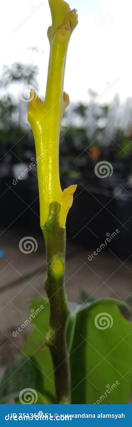 Two Combination Colors Seedling Avocado Stock Image - Image of ...