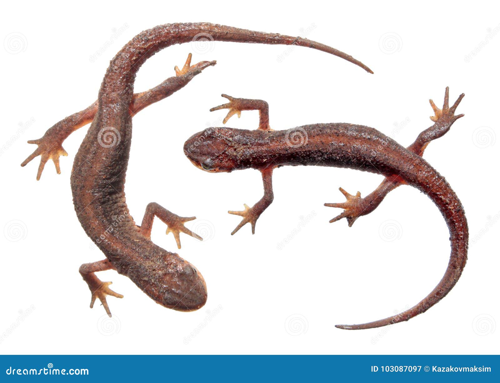 two common newts or lissotriton vulgaris  on white