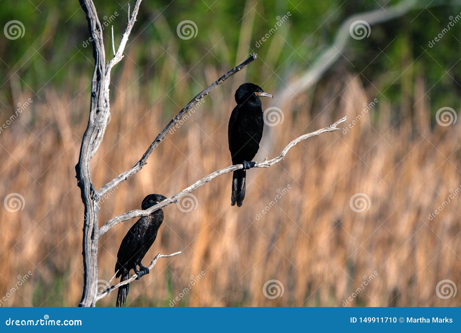 Two Cormorants Roost in the Marsh at Bosque Del Apache Stock Photo