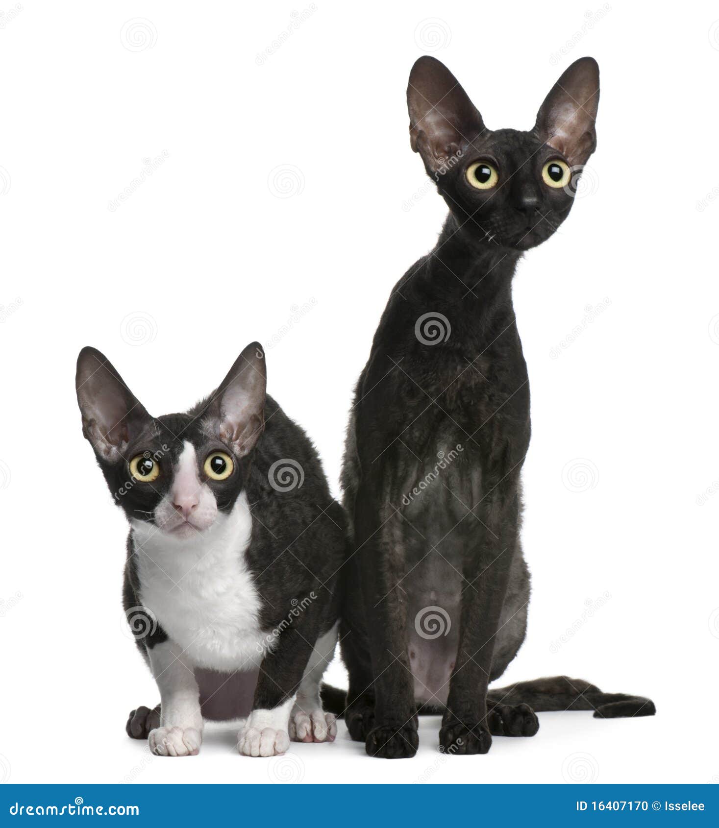 two cornish rex cats, 7 months old, sitting