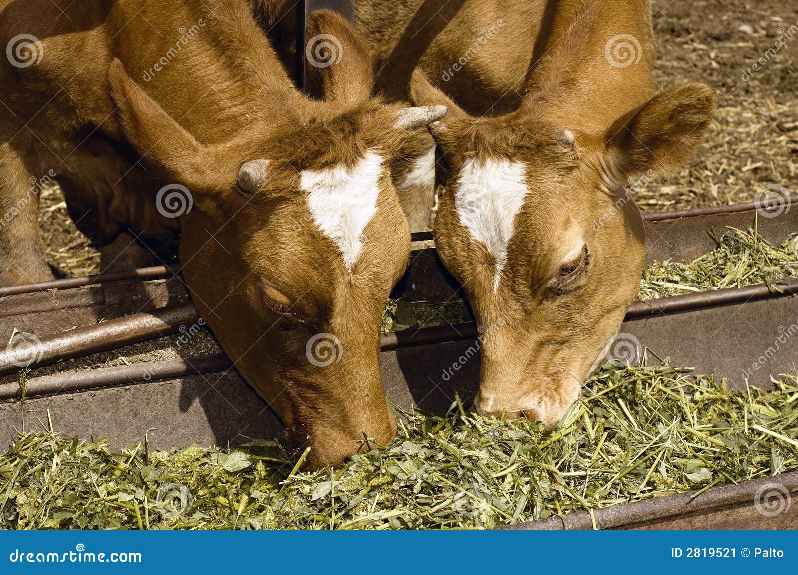 Two cow eat grass stock image. Image of black, nature 2819521