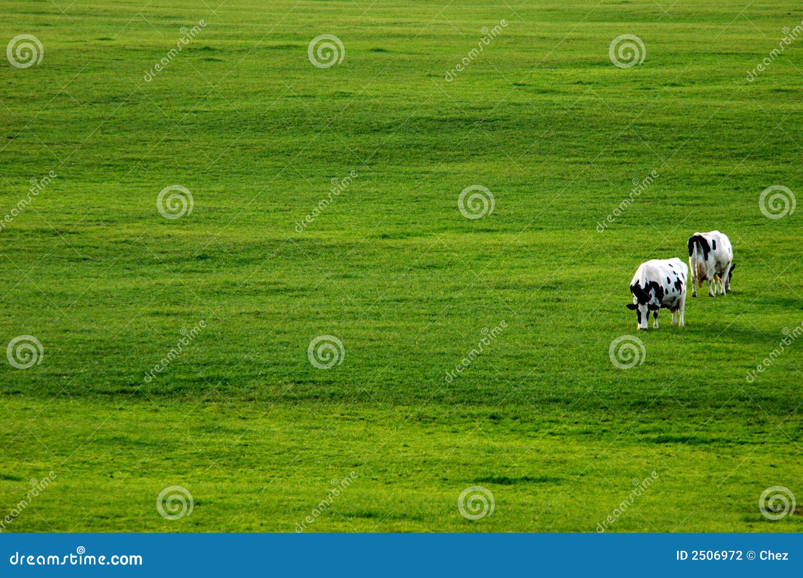 two cows in green pasture