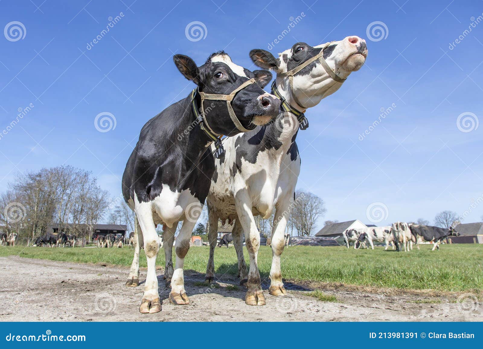 Two Cows Playfully Keeping Up Their Head, Funny and Arrogant, Both Cows ...