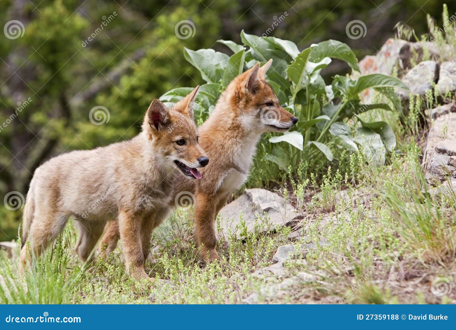 coyote puppies wildlife canine coyote pup mountains