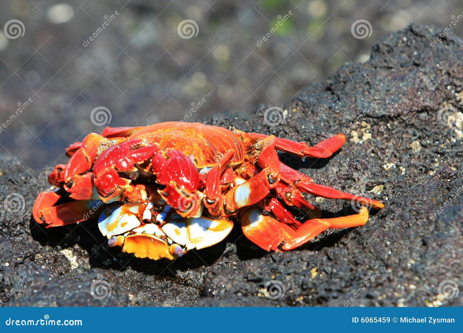 Two crabs mating stock image. Image of bright, colors 6065459